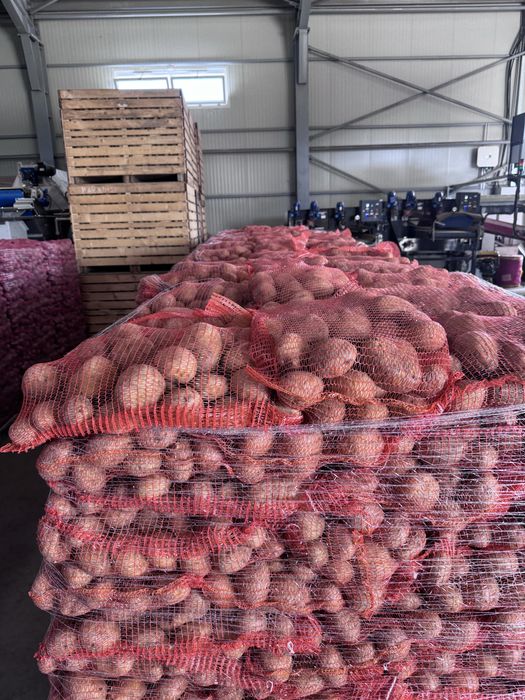 Cartofi consum si samanta carrera,riviera E, bellarosa, ect