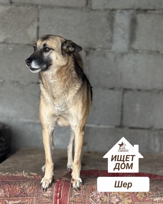 Собаки в поиске хозяев!