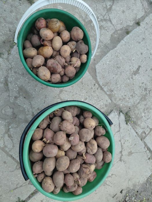 Картошка семянная
