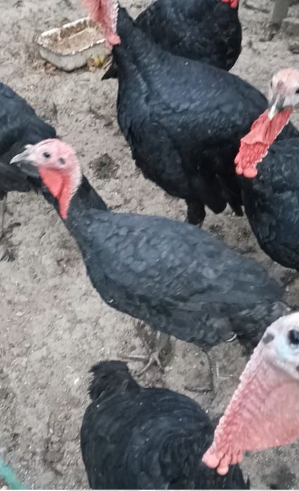 Продаются индюки