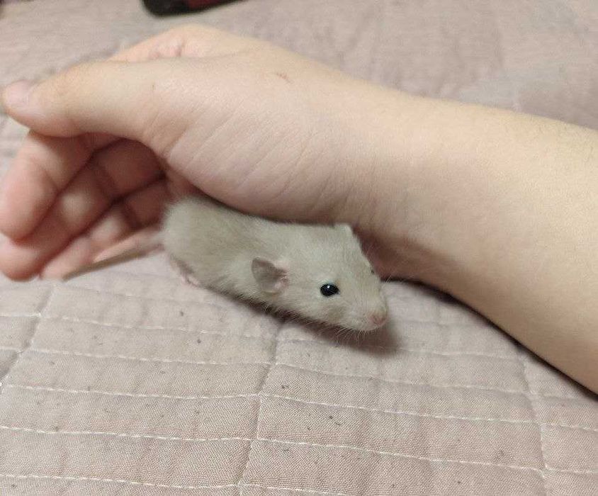 Отдам крыс мальчиков