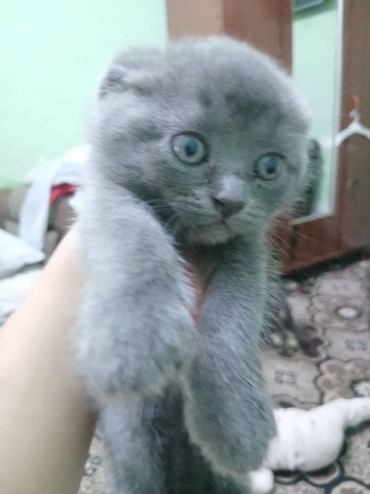 Котята скотиш фолд и скотиш страйт