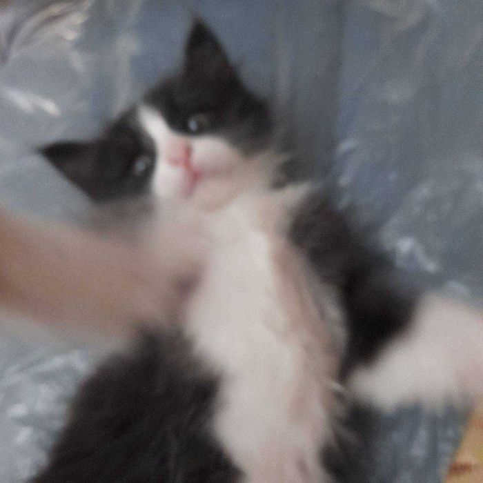 Котята в добрые руки. Бесплатно.