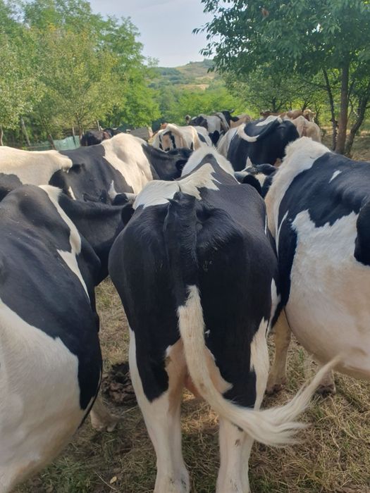 Vind vaci,viței, taurii