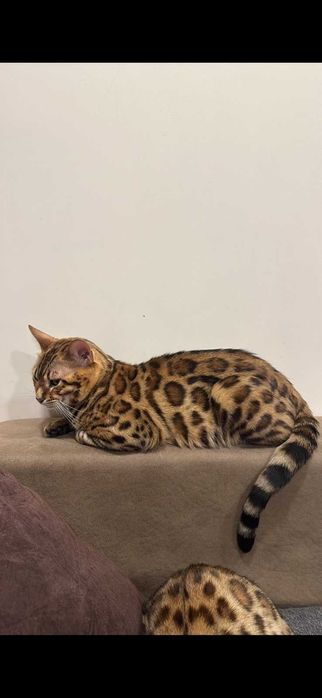 Бенгалска котка продава