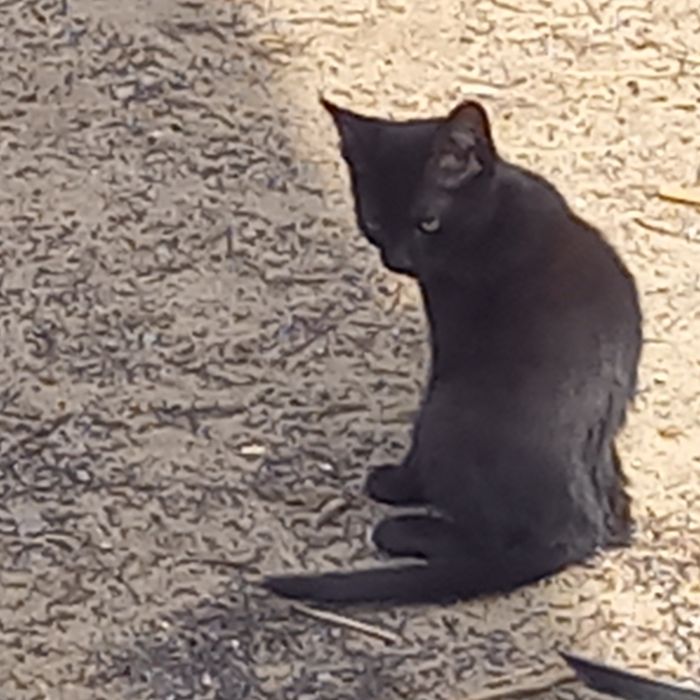 Отдам котят 1.5 месц