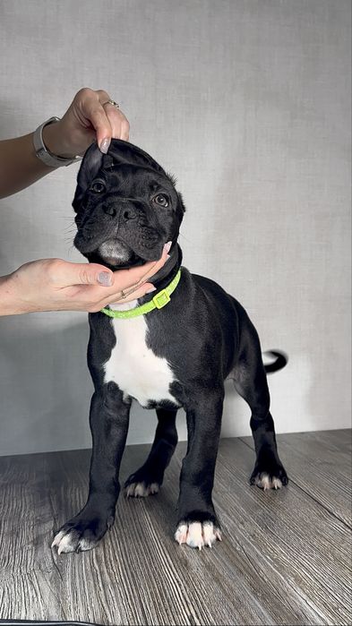 Бронь на щенков кане корсо