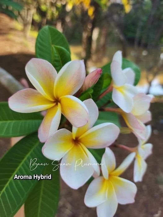 Plumeria Aroma Hybrid