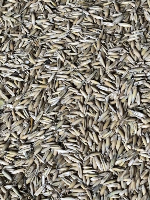 Овёс сухой  чистый