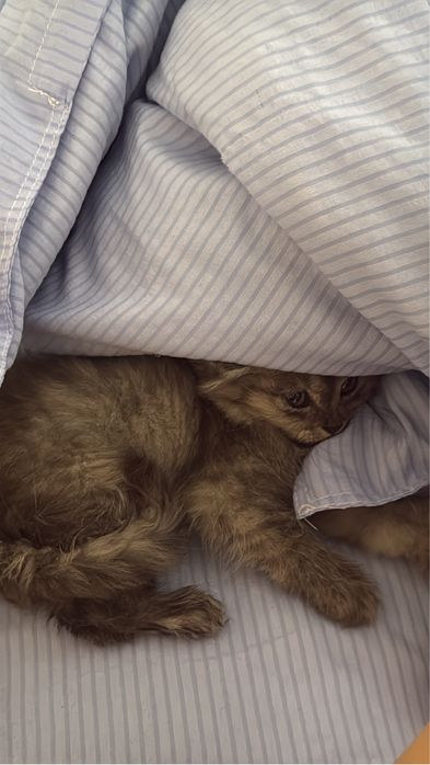 Котенок 2 месяца(девочка)