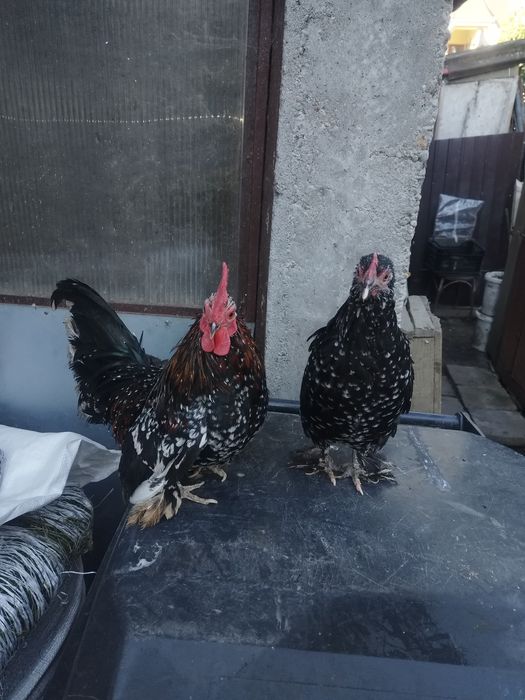 Găini pitice pereche.