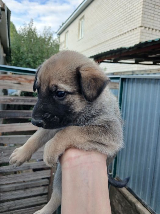 Продам немецкие овчарки