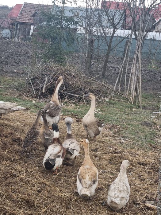 Rațe și gâște de vânzare