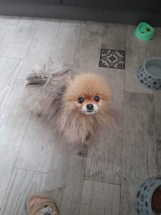 Найдена собака, кабель, породы померанский шпиц.