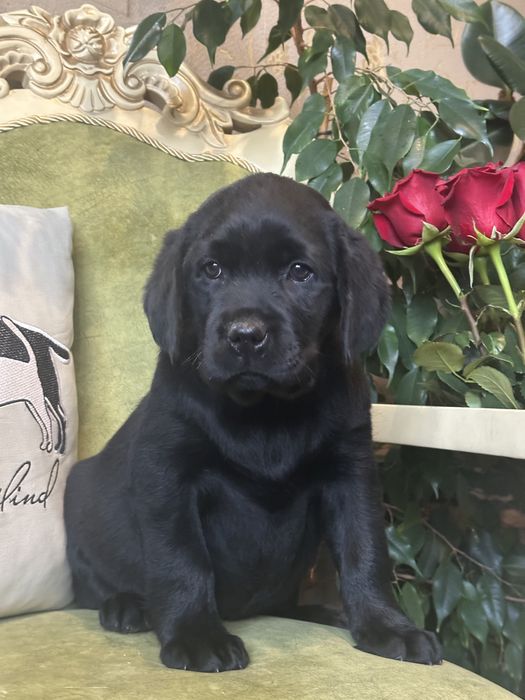 Щенки лабрадора, питомник, документы