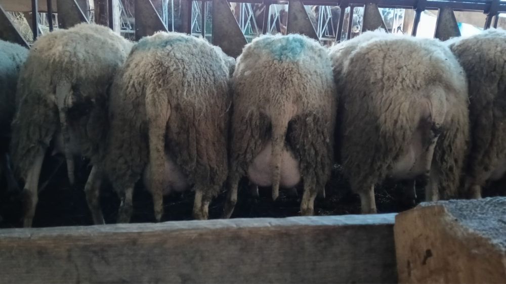 Vand oi rasa friză germana