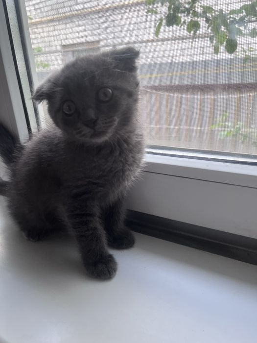 Продам котенка мальчика за 10тыс