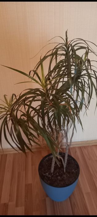 Домашнее  комнатной  растение