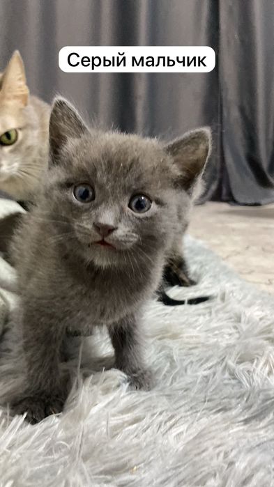 Отдам котят в добрые руки