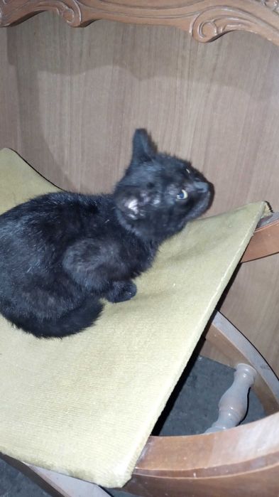 Отдам котёнка в добрые руки!