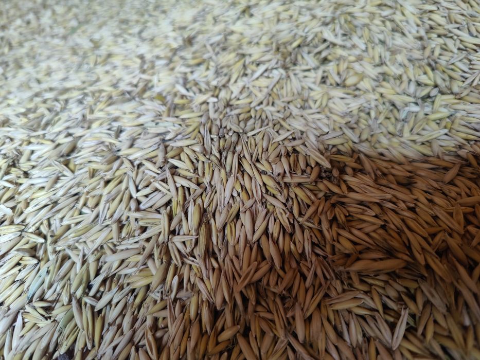 Ovaz, orzoaica de primavara, grau, porumb recolta 2025