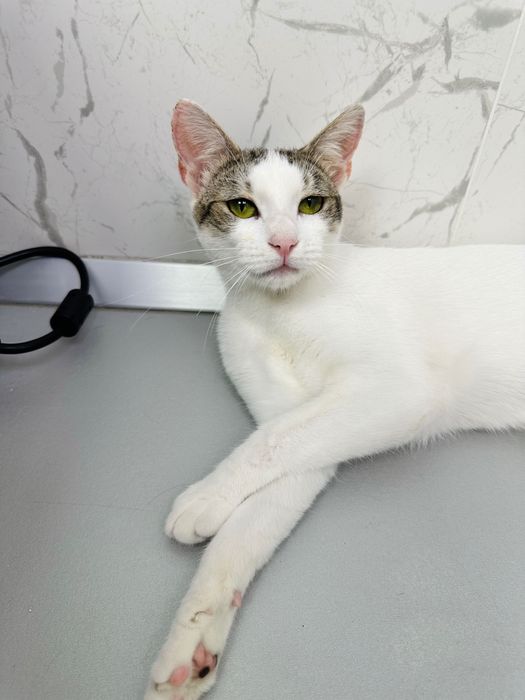Adopție responsabilă București fetița de 7 luni
