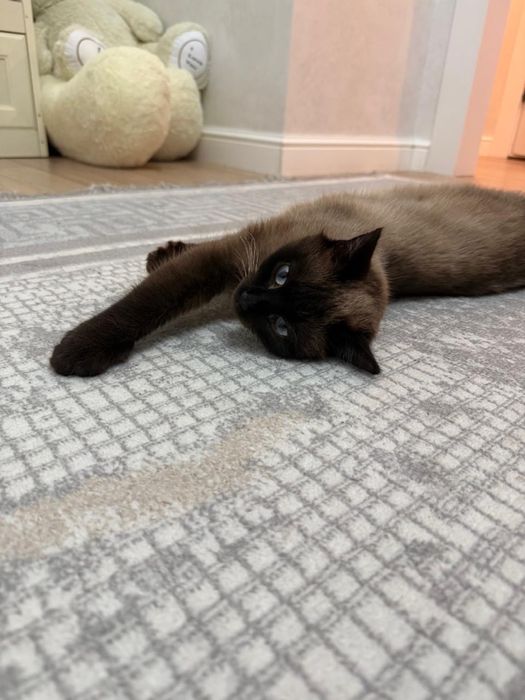 Продам Сиамскую кошку