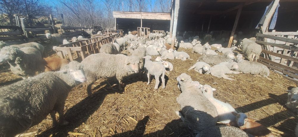 Vand berbecuti de sacrificat!40 bucati.