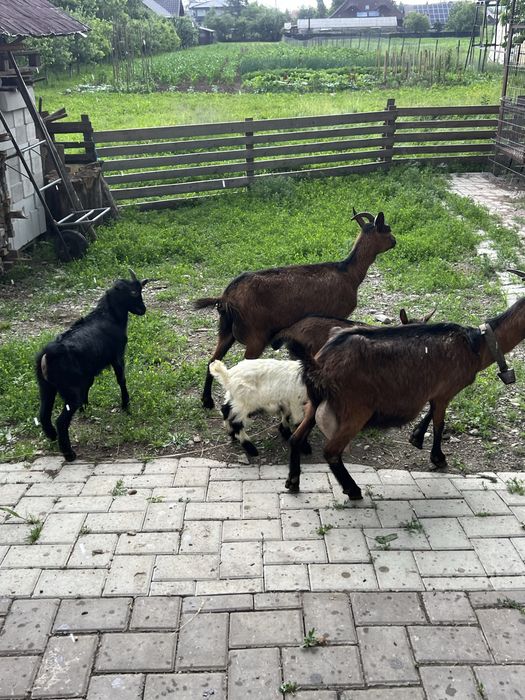 Capre de vanzare cu iedite si iezi