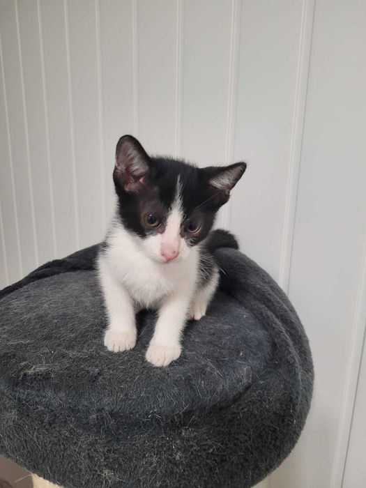Adoptie RESPONSABILA motanel metis SCOTTISH