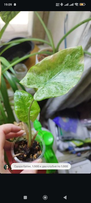 Комнатные растения