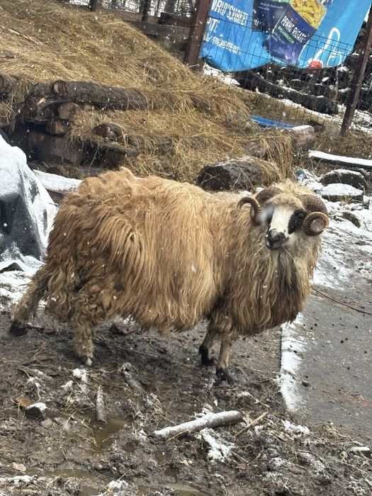 Vand Berbeac de rasa țurcana