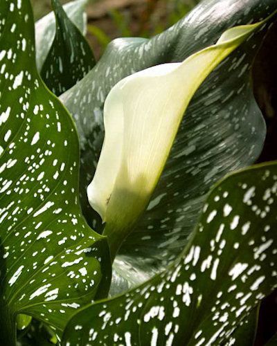 Bulbi cale de gradina - Zantedeschia