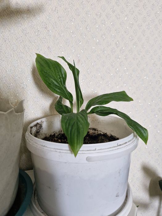 Цветы фикус и женское счастье