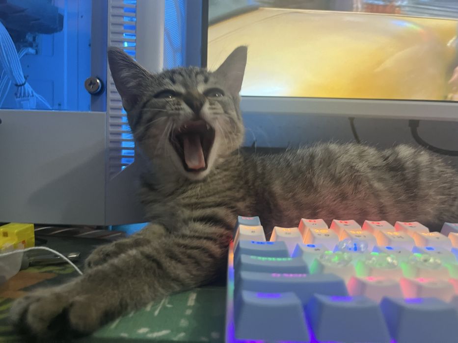 Котеночек мальчик, кот, котик, котенок