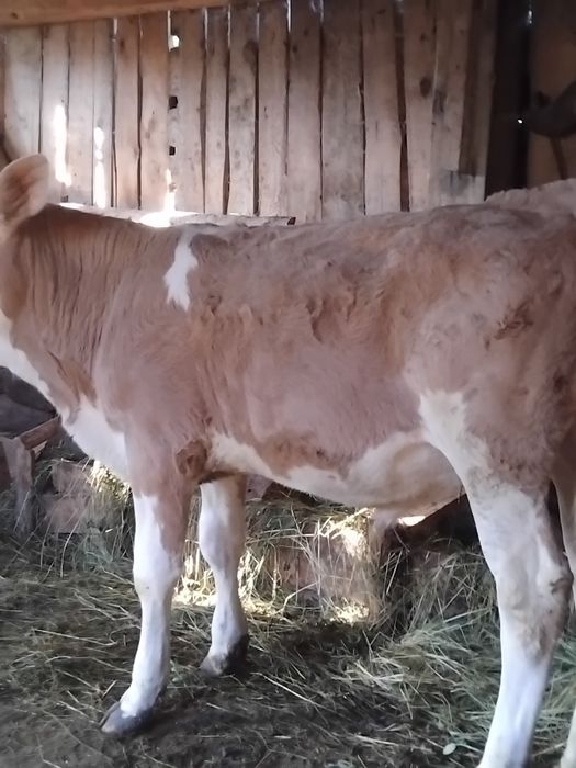 Vițel balțată românească de vanzare de patru luni înțărcat mănâncă fin și făină de porumb cu tărâțe