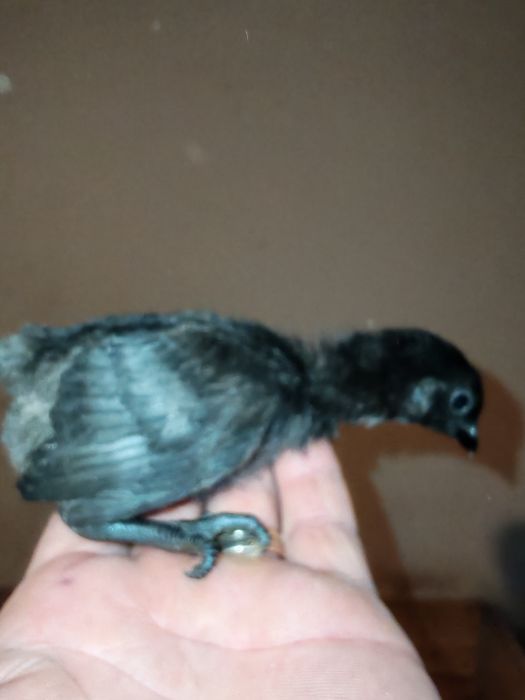 Pui Marans și Ayam Cemani