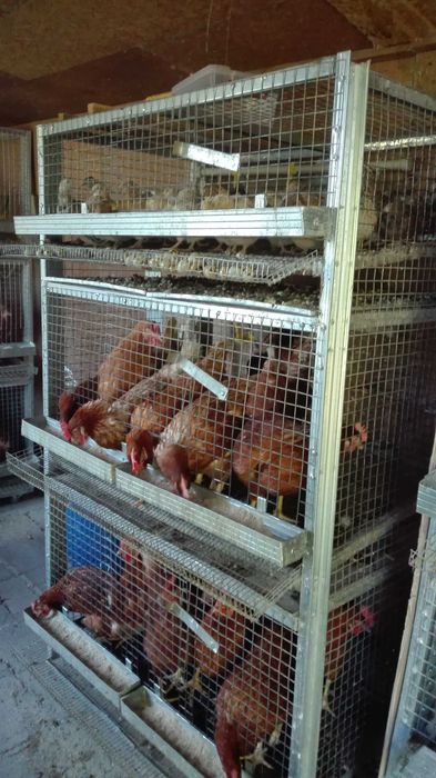 Клетки за зайци,пъдпъдъци и кокошки обурудвани