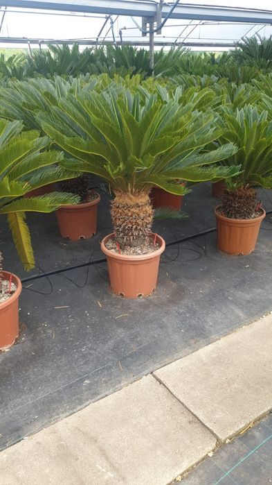 Lamai, portocali, mandarini, palmieri, maslini, plante exotice, cycas