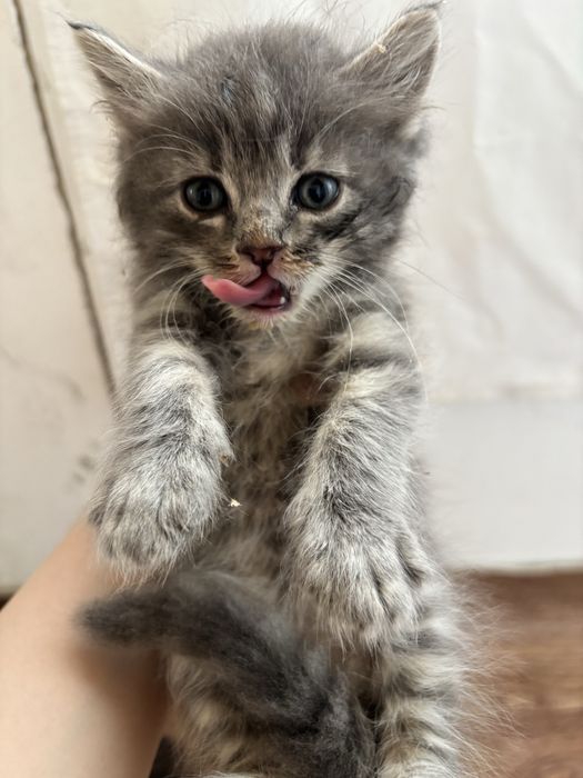 котики домашние 2 девочки 1 мальчик