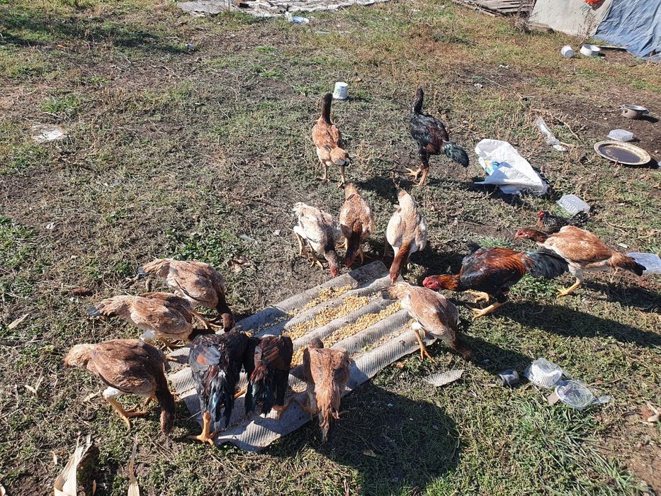 Продам курей даканов