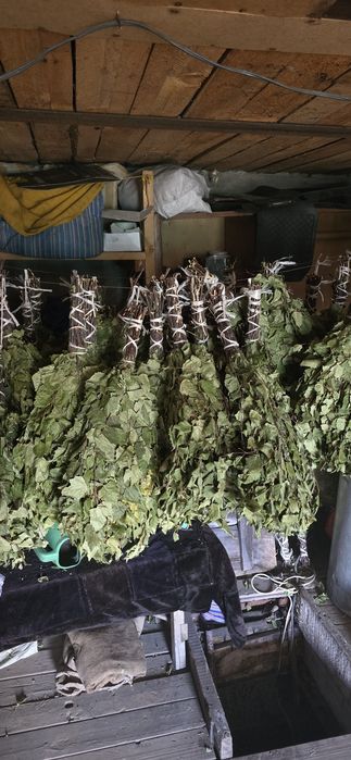 Продам банные веники
