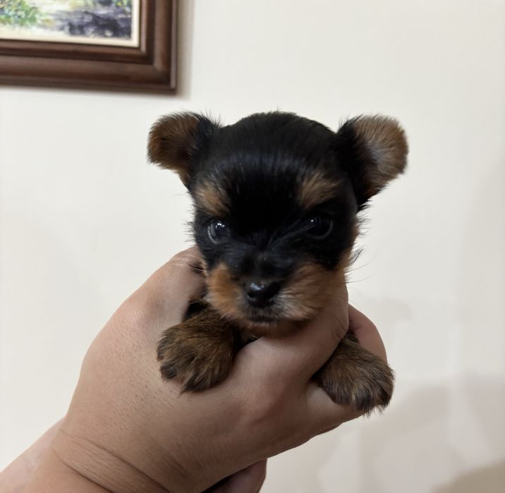 Мини йорки момченце