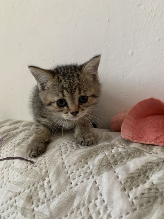 Продается котенок пародистая