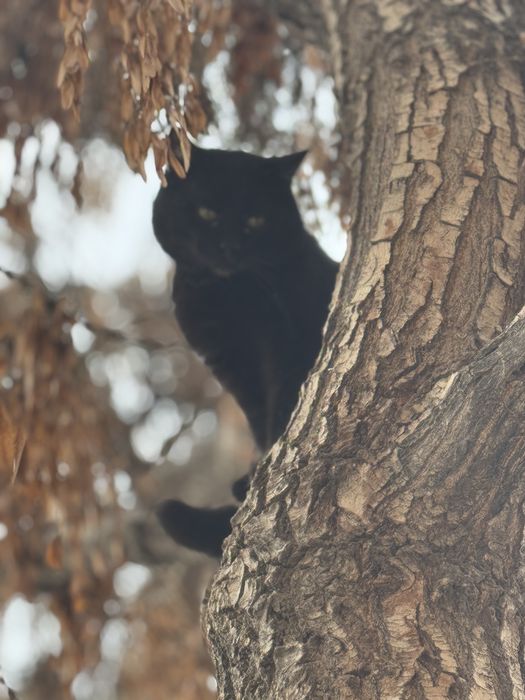 Черный кот бесплатно