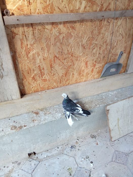 Голубь соч просто