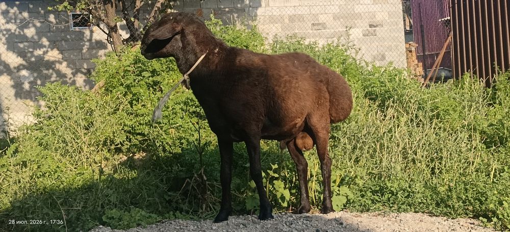 Баран а продам.Гиссарской породы