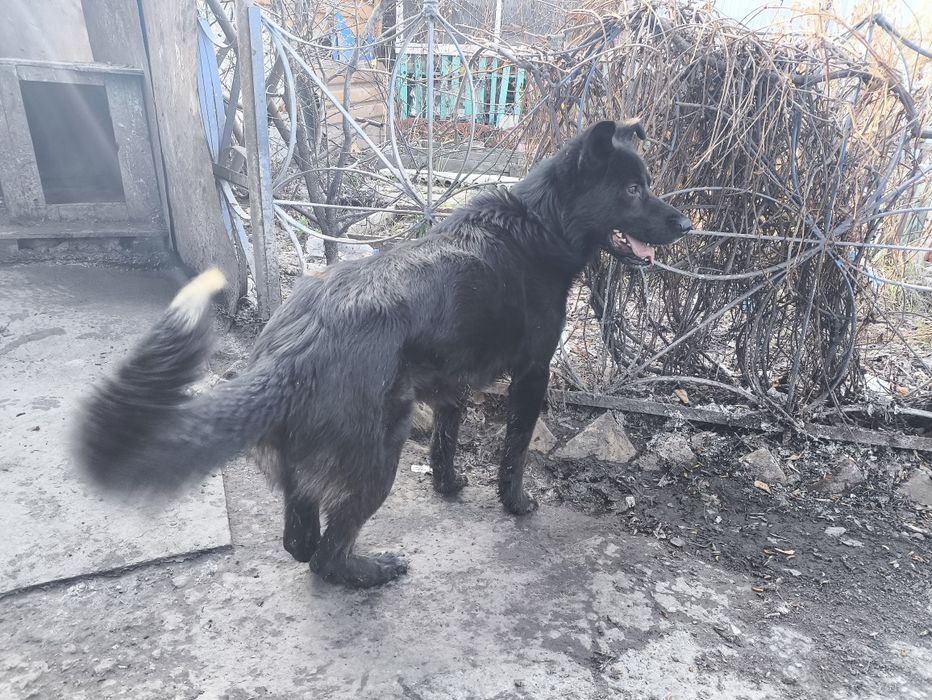 Отдам в хорошие руки