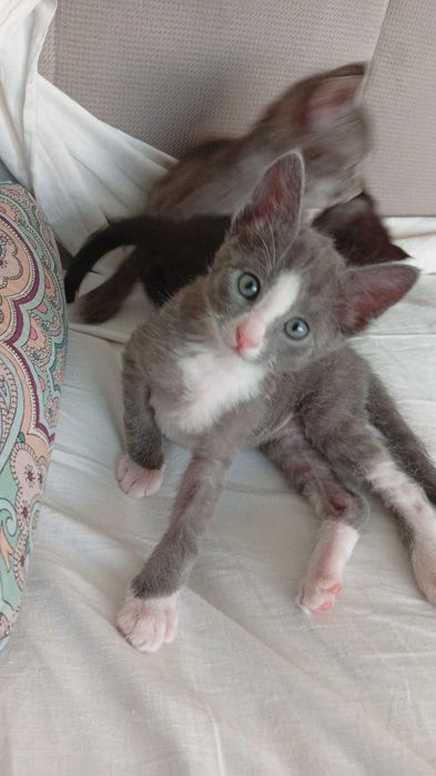 Котята в ответственные руки