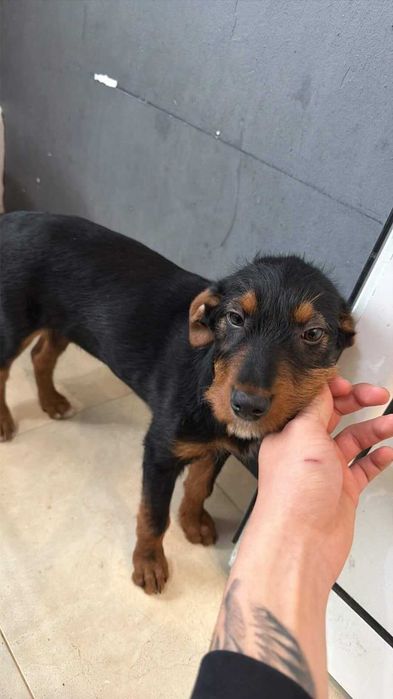 Куче Ягдтериер (Германски ловен териер)